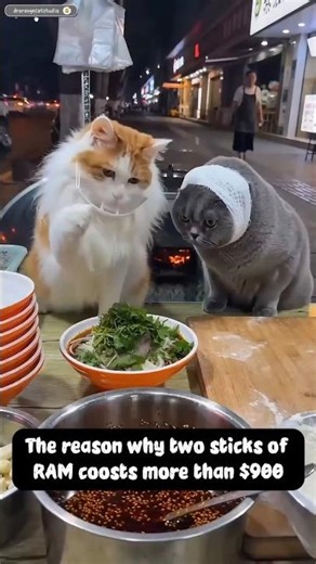 Cat Fight Gone Crazy 🤯 Ek Cat Ne Dusri Ka Sar Phod Diya 😂 #funny #viral