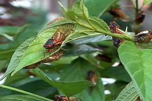 Billions of Brood X cicadas are about to invade parts of N.J. after a 17-year hiatus. Yikes! 😬 Have you seen any cicadas? http://nj-ne.ws/Z4aEHjG | NJ.com
