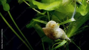 great pond snail sit on leaf of water soldiers aquatic plant and eat green algae in European coldwater biotope aqua, captive wild behaviour
