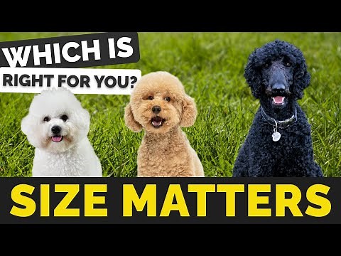 What is your Ideal Poodle size?