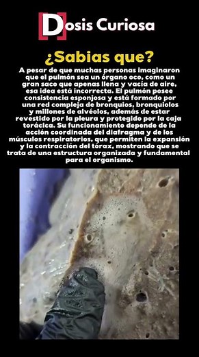 Dentro de tus pulmones hay algo increíble #anatomía #sorpresa