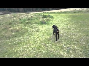 Angus the Gordon Setter