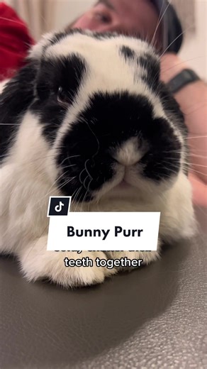 Sweet Bunny Chatter - Signs Your Bunny Feels Safe and Relaxed