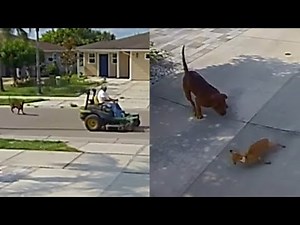 Owner Fled The Scene After His Pit Bull Tragically Mauls An 8-Year-Old Chihuahua in Front Yard