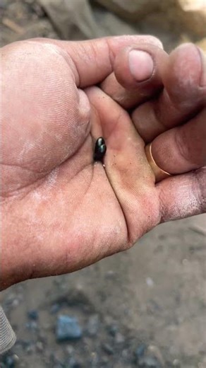 Black lady bugs 🐞 2 brothers #insects #ladybug #beetle