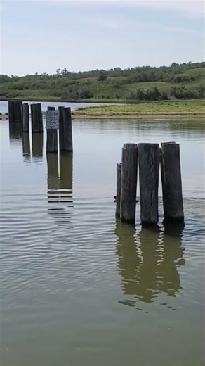 Daisy pole ducking