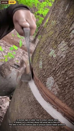 Rubber Tree Tapping Process Collecting Natural Latex from Forest Trees