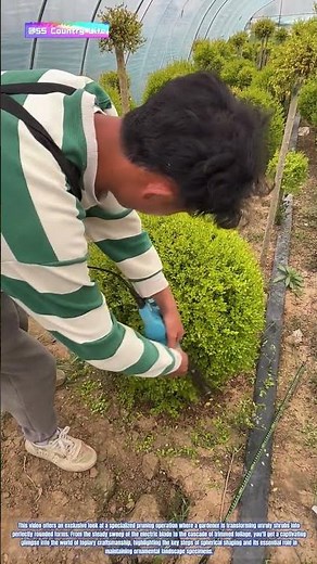 Living Sculpture: How Electric Hedge Trimmers Shape Perfect Garden Spheres
