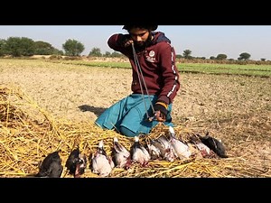 Birds Hunting with SlingShot❗