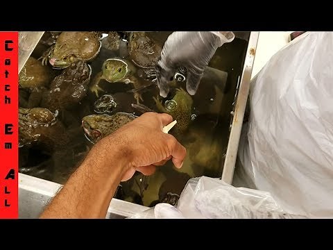 Live Animal Grocery Store! FROG SACRIFICES for SHAMU!