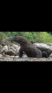 21K views · 151 reactions | Giant Lizard Eating Duck | Insect Forest | Facebook