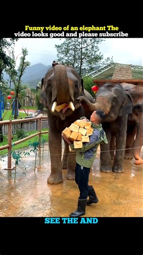The elephants were fed by their owner