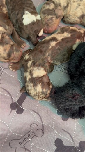 1.4K views · 53 reactions |  #NewfoundlandDoodle 曆 | Two Sisters Ranch, LLC | Facebook