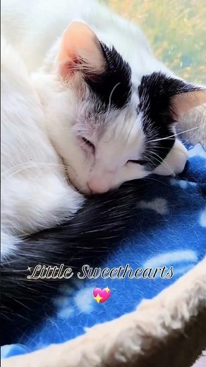 I love them so much! ❤️🥰 - Mom🌞 #catsofyoutube #cat #cutecat #cute #cutekitty