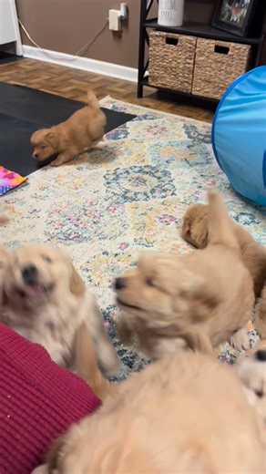 The puppy area was hopping tonight…the little puppies were out with the big puppies and everyone was having puppy zoomies! I love how they stop for some snuggles and pets! ❤️🐾 | SunnyDream's Golden Retrievers