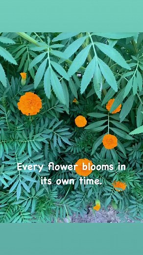 23 reactions | #marigold #mygarden #butterflies #bees | Ruby Bray | Facebook