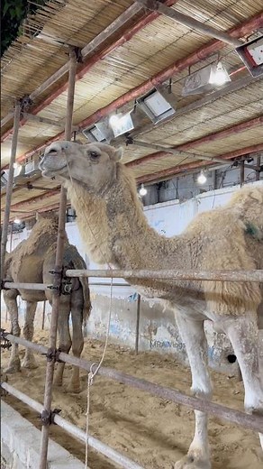 JDC ke Camels | JDC Qurbani 206 | JDC Qurbani ke Janwar