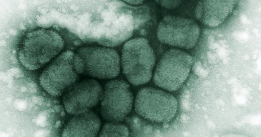 'Holy Toledo': Smallpox Discovery Opens Painful Scabs