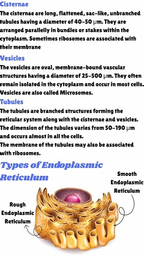 Endoplasmic reticulum structure types and its functions #biology #cellbiology #notes #endoplasmic