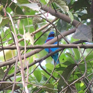 For sure one of the prettiest birds you can find here in Honduras: The Lovely Cotinga! This guy was sitting quietly in a tree just next to one of the cabins in Rio Santiago Nature Resort, at the base of the Pico Bonito mountains. Isn't he lovely indeed? #honduras #tropicalbirds #riosantiagonatureresort #beaksandpeaks #birdguide #birdingtours #birdsarecool #videooftheday #placestogo #ecotourism #digiscoping #swarovskioptik #phoneskope #picobonito #hondurasisgreat #birdinghonduras #naturephotograp