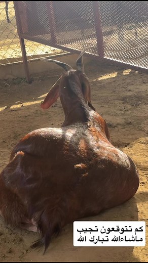 #reelsvideoシ #picturechallengeqq #quotes #insta #portugal #ontario #picturechallenge #love #canada #usveterans | عالم الحيوانات