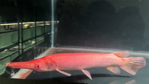 14-Inch Albino Golden Gar for Sale