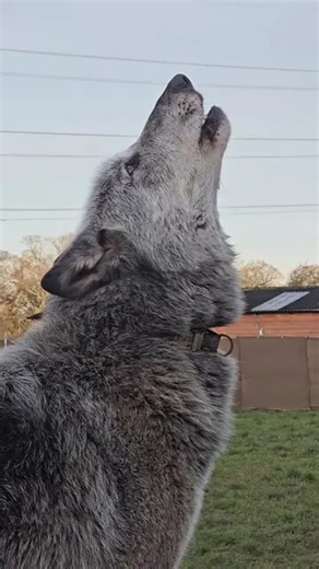 My wolfdogs lead a howling choir