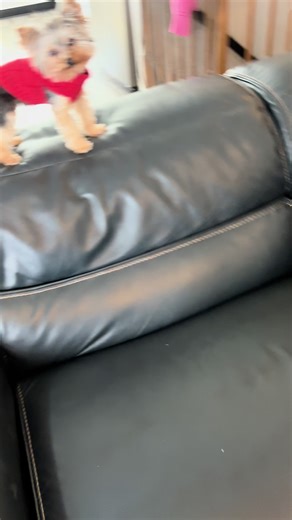 Well that was dumb! ☃️ #yorkie #dogsoftiktok | yorkies