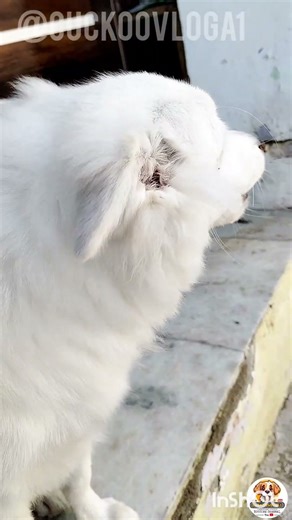 dog barking song #4k #shorts