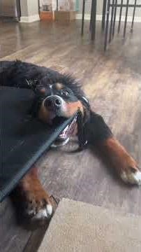 This Dog Tried to Escape… But Instantly Regretted It 😂🐶