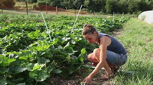Manual pollination of melon, cucumber, squash and watermelon