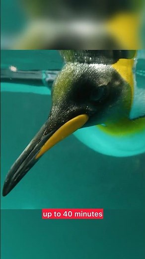 Huge Penguin Species Discovered! 🐧 #colossus #penguins