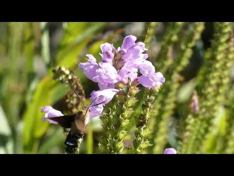 Humble Hummingbird Hawkmoth Hovering around False Dragonhead Flowers to Sip Nectar