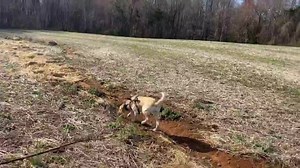 2.3K views · 58 reactions | K9 Freya completed close to a mile long trail while coming up for training. | Tactical Police K9 Training | Facebook