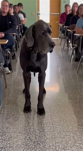 This Black Labrador Paused… And Made His Choice 🥹🐾