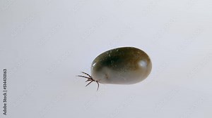 Ticks (order Ixodida) are parasitic arachnids. A blood-fed tick crawls on a white background. The parasite is encephalitic or with Lyme disease. Parasites on the skin of humans and animals.