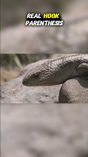 Top Ten Species from the Australian Outback: The Living Blade