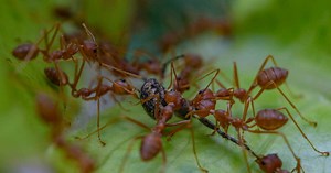 Que sont ces petits insectes rouges sur la terrasse et comment s'en débarrasser ?