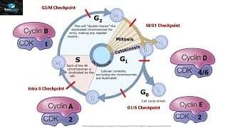 Cyclin-Dependent Kinases Explained | Mastering Cell Cycle Control – Lifeboat News: The Blog