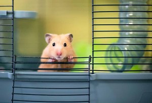 "My Hamster Escaped and Here Are the 4 Methods I Used To Find Him"