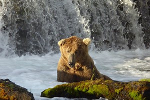 Each bear is an individual who expresses a unique disposition. For one of the oldest bears currently using Brooks River, patience is a defining personality trait. Watch the full profile video here: http://bit.ly/2G7cD8n | explore.org