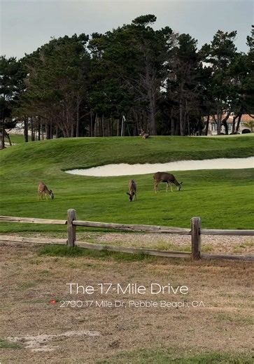 Unforgettable Journey Along 17-Mile Drive
