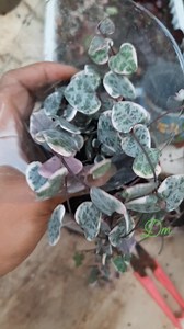 #propagation Replanting my Ceropegia Woodii String of Heart | DeliSuccus Maria