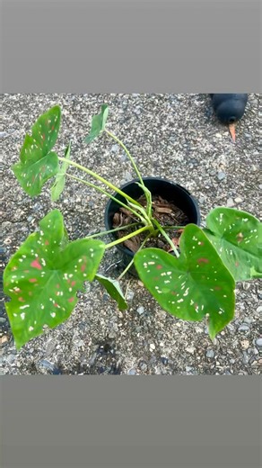 Caladium great plant to grow this time of year. Spectacular fall, but they do die back in winter to the bulb. | Easy Home Hydroponics