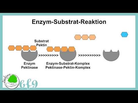 Enzymes - Effect of pectinase