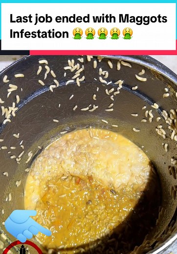 Maggots are the larvae of flies, and they typically appear in your house when flies lay their eggs on organic matter. Here are some common reasons why maggots might show up: \t1.\tRotting Food: Leftover food, especially meat, fruits, or vegetables, can attract flies. If food is not properly stored or disposed of, flies may lay eggs on it, which hatch into maggots. \t2.\tGarbage: Overfilled or uncovered trash bins, especially with decaying organic waste, can become a breeding ground for flies. \t