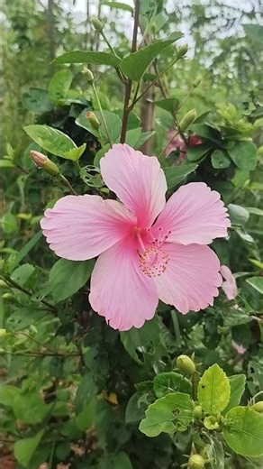 Pink Hibiscus 🌺 #flowers #hibiscus #naturebeauty #vlog