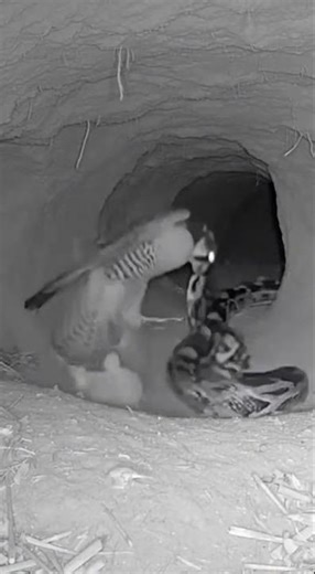 Rear Intrusion in a Burrow Nest Sparks Clash