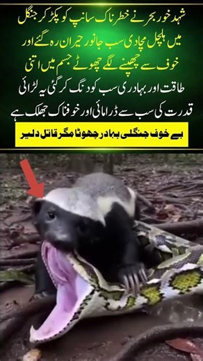 Small But Fearless! 🔥 Honey Badger vs Deadly Snake Fight#naturefacts#nature#wildlife #shorts