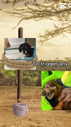 Sacrifice!! #dogs #madagascar #dachshund